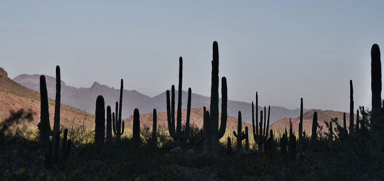 saguaro silhouette